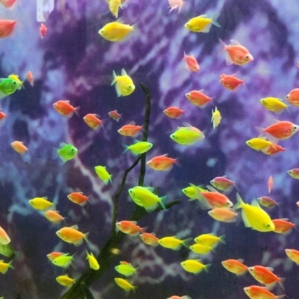 Photo by Shoumendu Mukherjee on Unsplash A school of tropical fish