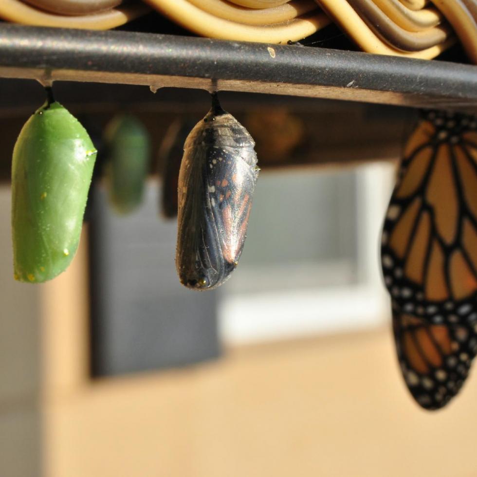 Photo by Suzanne D. Williams on Unsplash Three butterfly pupas