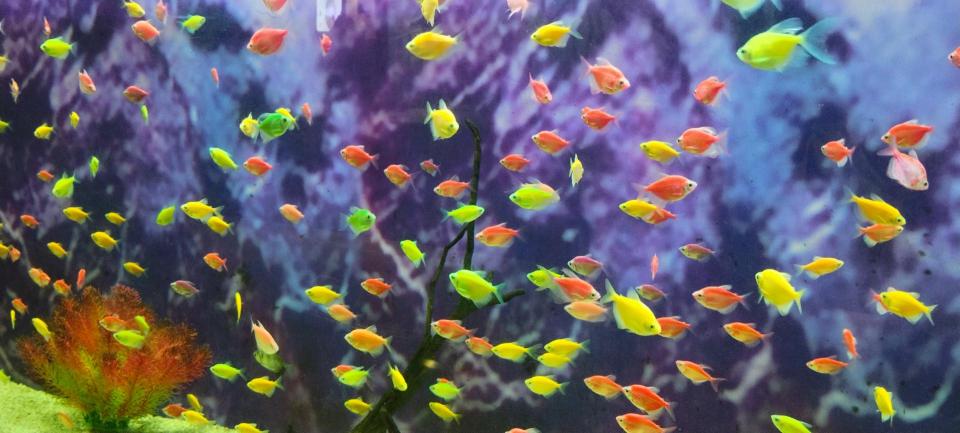 Photo by Shoumendu Mukherjee on Unsplash A school of tropical fish