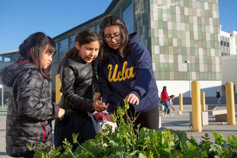Students examine plants in their school garden